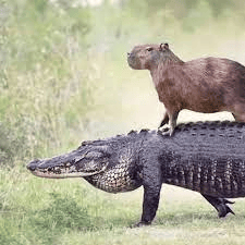 gator dominator