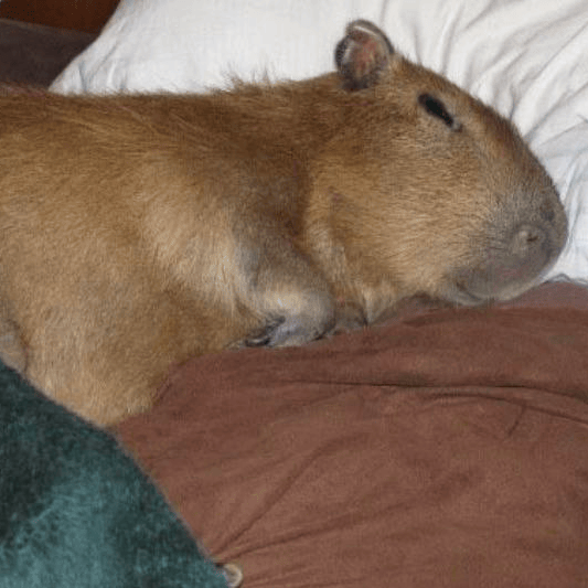 sleepy joe